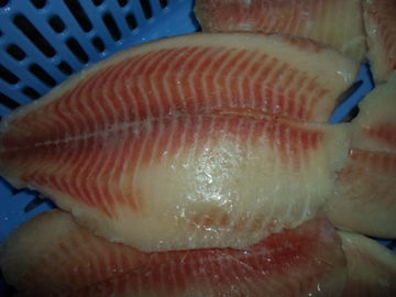 Морепродукты начала Таиланда свежие, который замерли/замерли большей частью, который филе тилапии рыб
